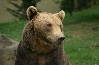 Ours des Pyrénées Aspe 