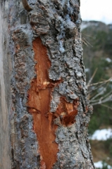 arbre à ours