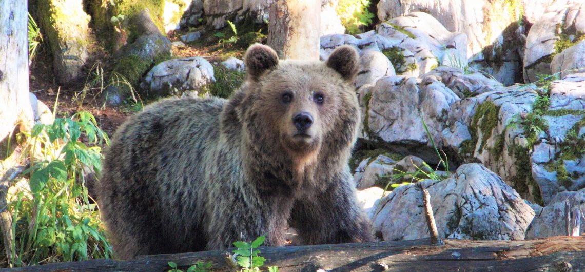 ours slovénie