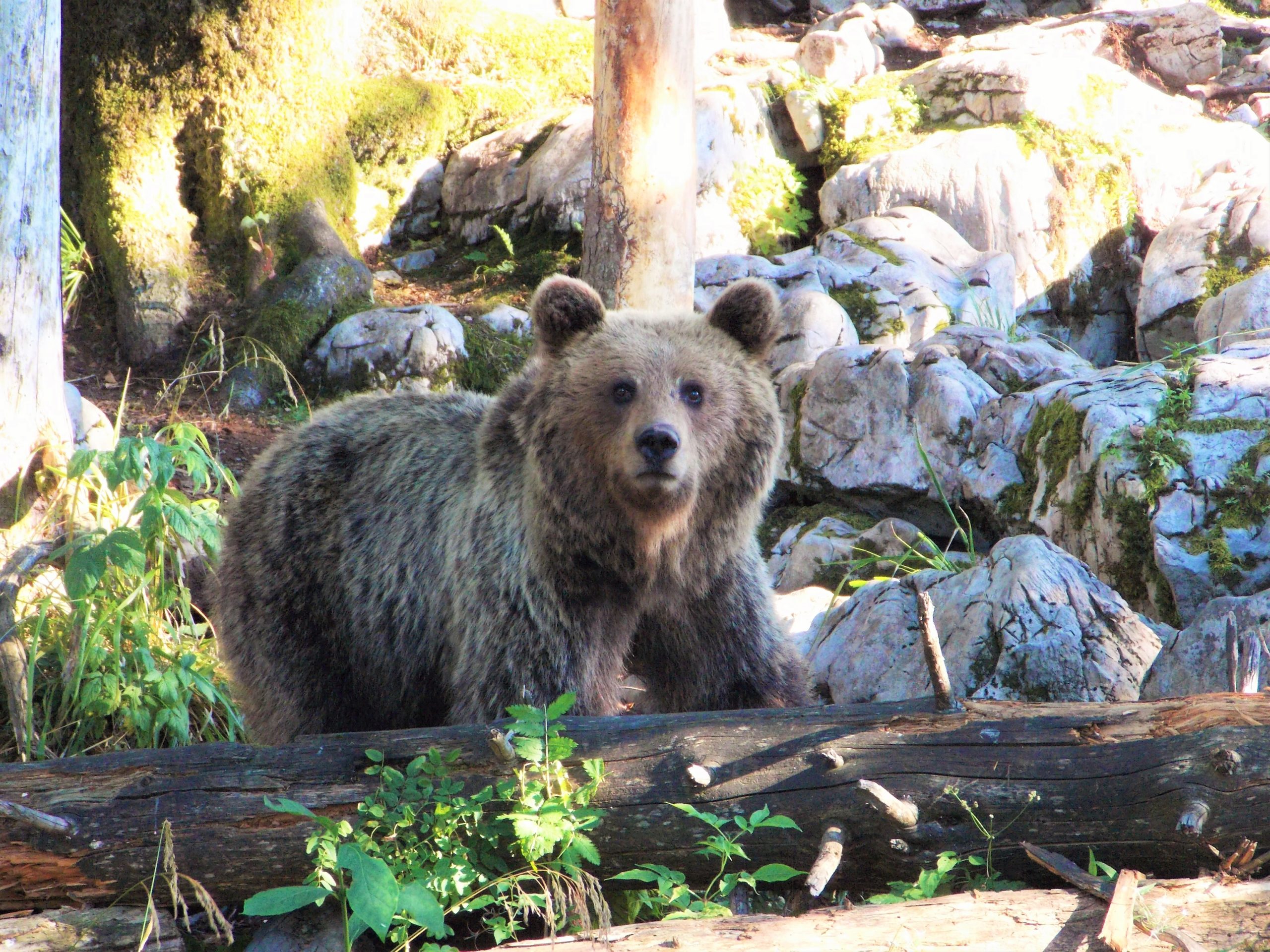 ours slovénie