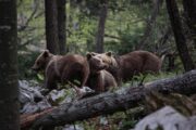 Une famille ours en Slovénie