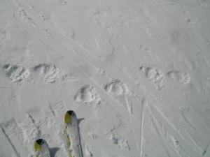 empunte-ours-neige