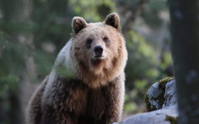 Ours lors d'un affût en Slovénie