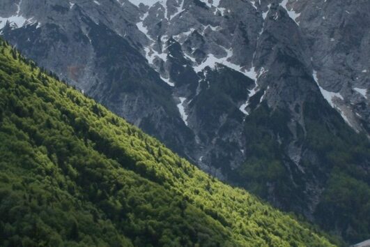 Forêt de Slovénie